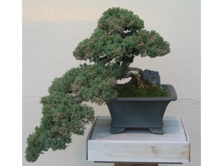 Cipresso bonsai educato