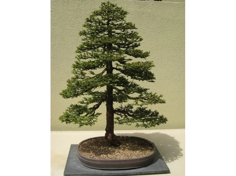 Bonsai di circa 6 anni