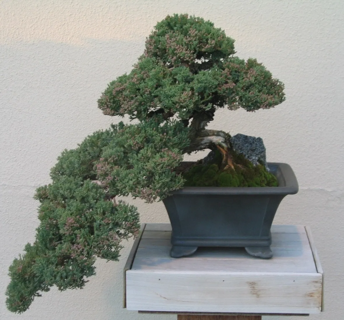 Cipresso bonsai educato