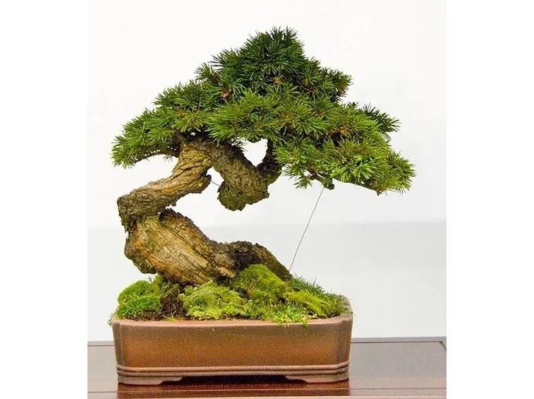 Piccolo bonsai