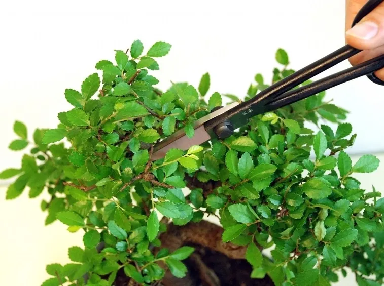 Taglio delle foglie del bonsai