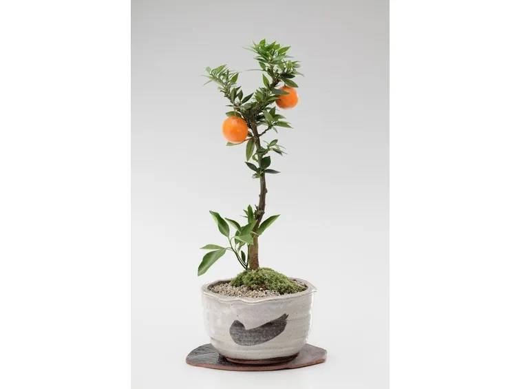 Mandarino bonsai con i frutti