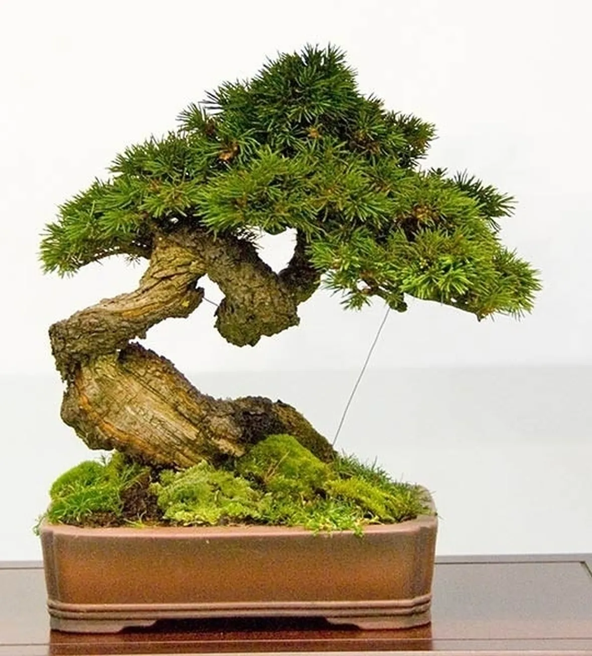 Piccolo bonsai