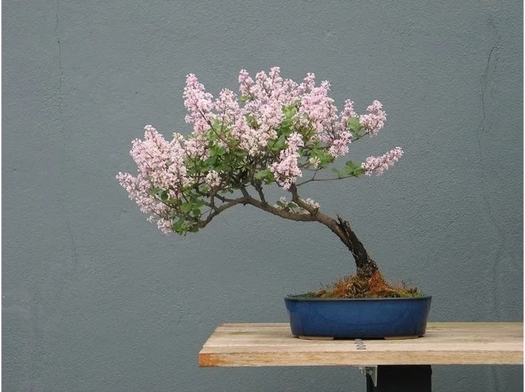 Se si desidera un bonsai inclinato a sinistra, tagliare i rametti sul lato destro