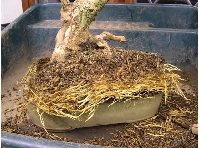 Concimare e travasare regolarmente i bonsai aiuta lo sviluppo ottimale delle radici
