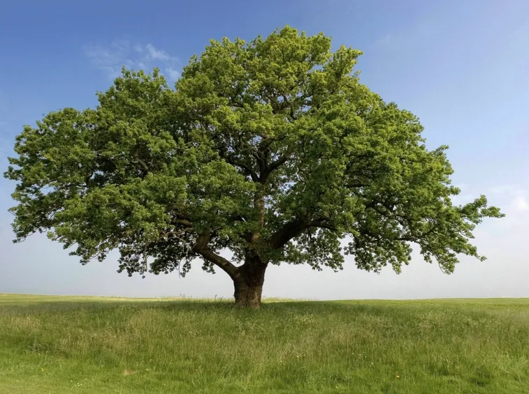 Un maestoso albero di quercia