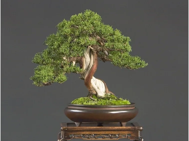 Il bonsai adulto