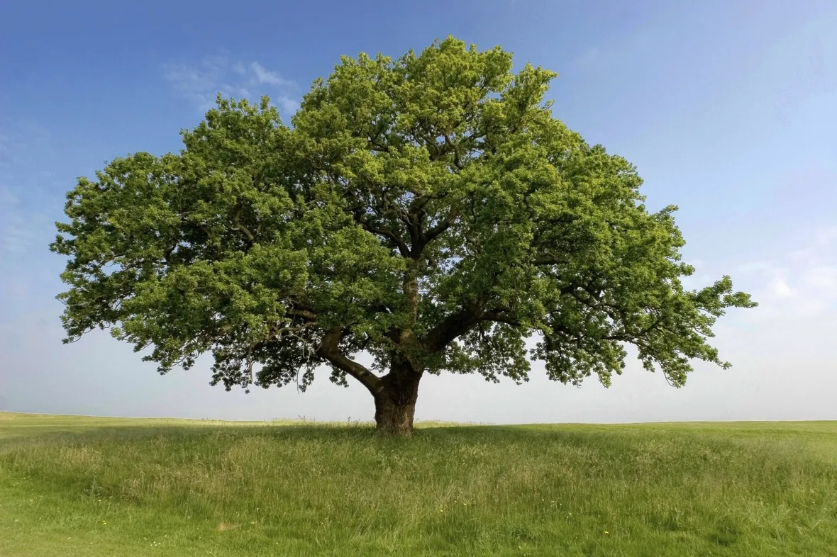 Un maestoso albero di quercia