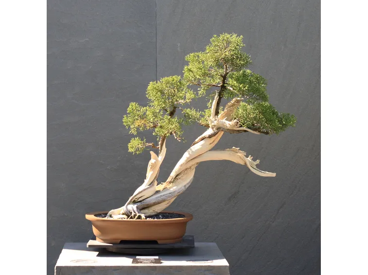 Un esemplare di Ginepro bonsai