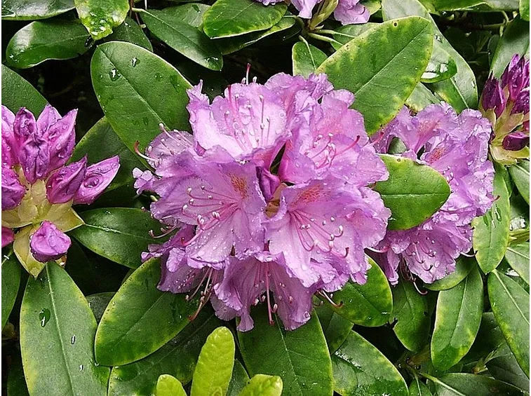 Fiori di rhodendrum
