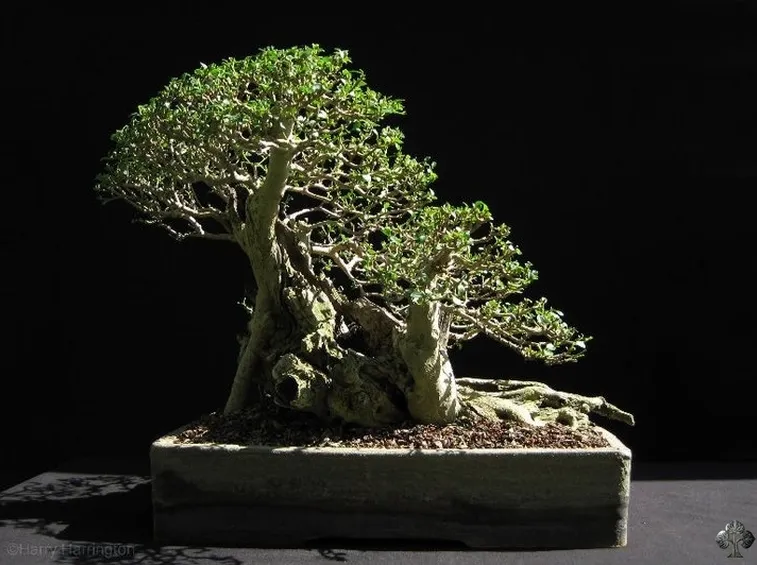 Un esemplare di ligustrum
