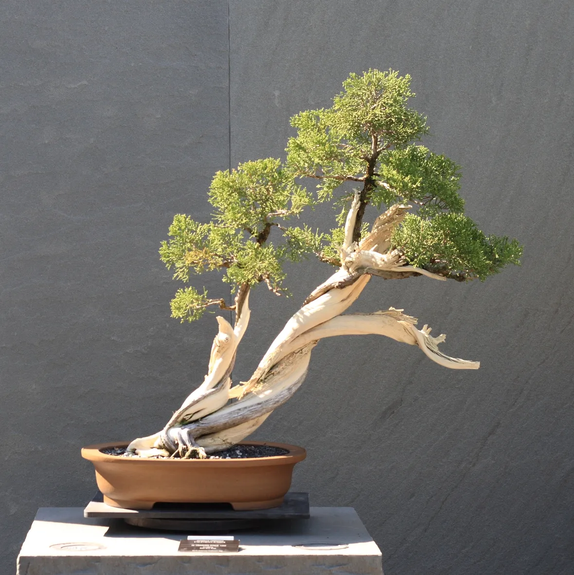 Un esemplare di Ginepro bonsai
