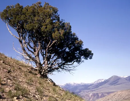 Ginepro in uno dei suoi habitat scoscesi