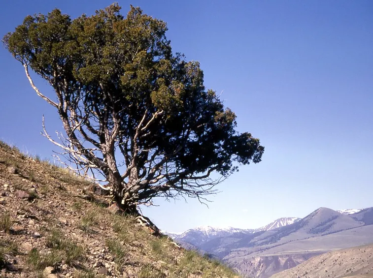 Ginepro in uno dei suoi habitat scoscesi