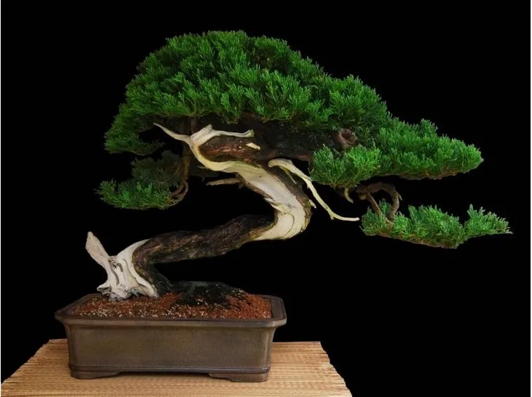 bonsai ginepro in vaso