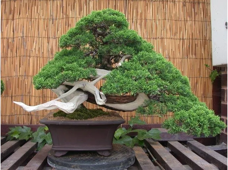 Forma e vaso di un bonsai ginepro