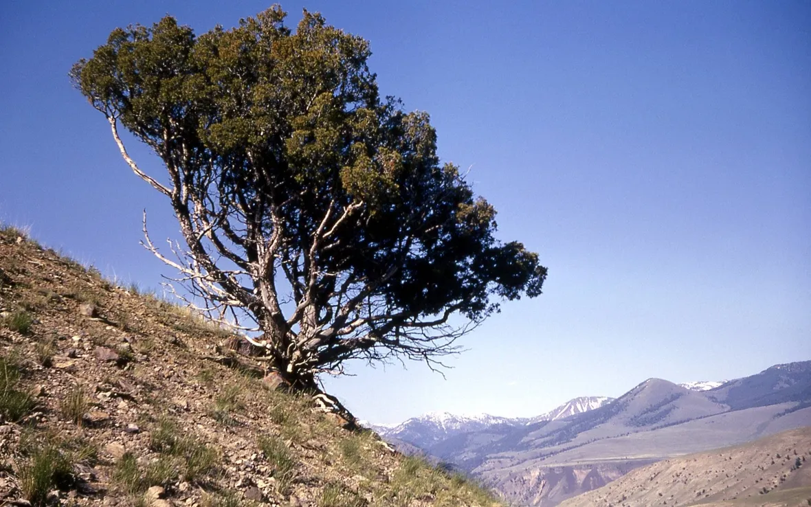 Ginepro in uno dei suoi habitat scoscesi