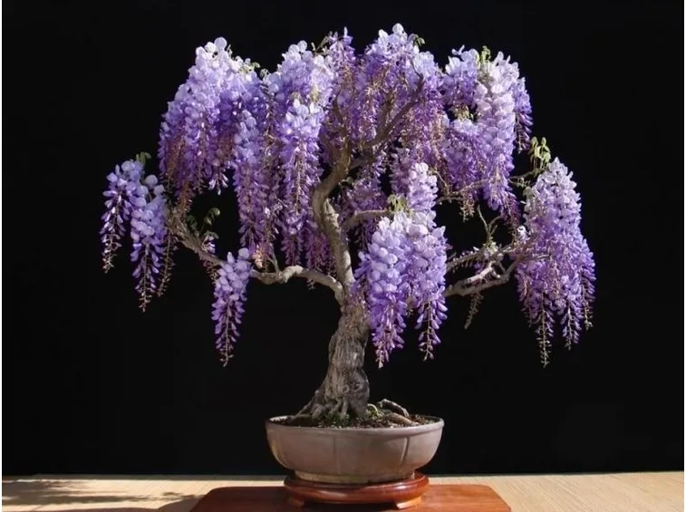 Varietà di Wisteria floribunda in fiore