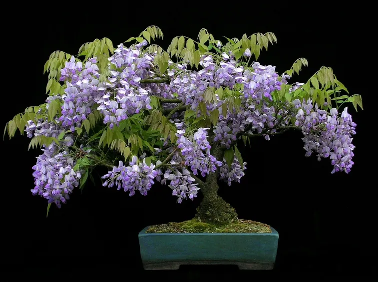 Esemplare di Wisteria sinensis in fiore