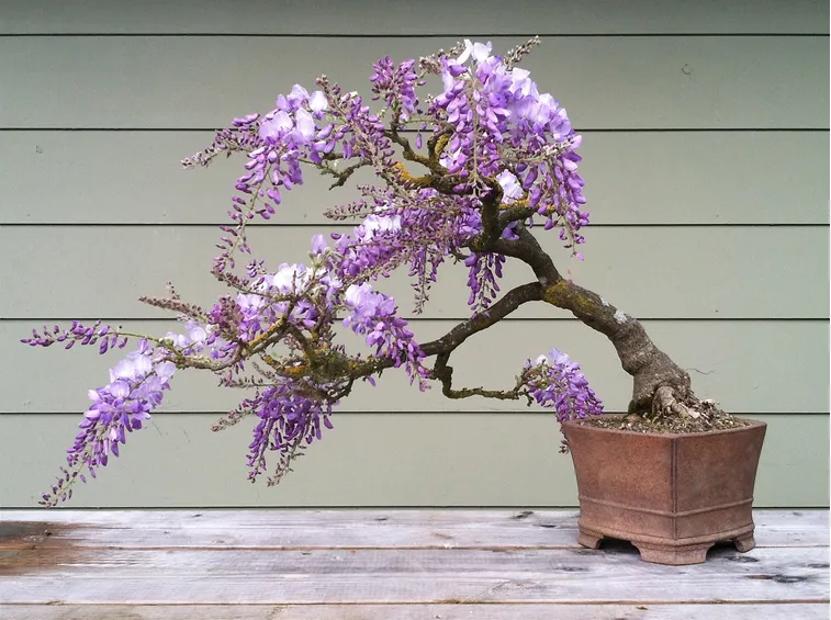 Esemplare di Wisteria floribunda in fiore