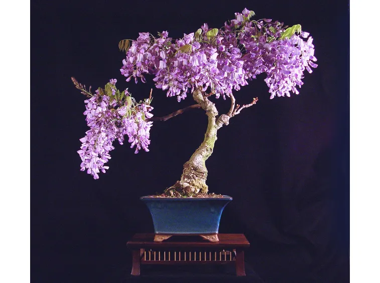 Varietà di Wisteria sinensis