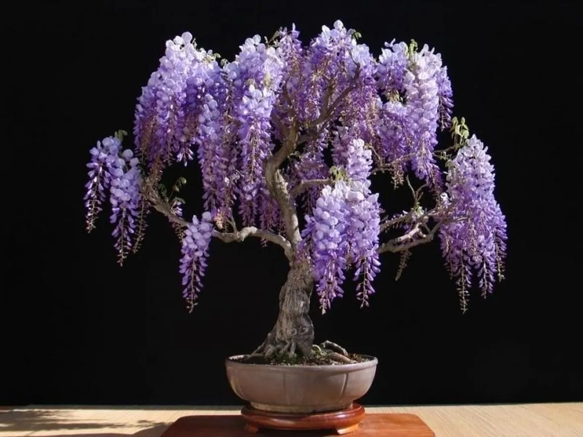 Varietà di Wisteria floribunda in fiore