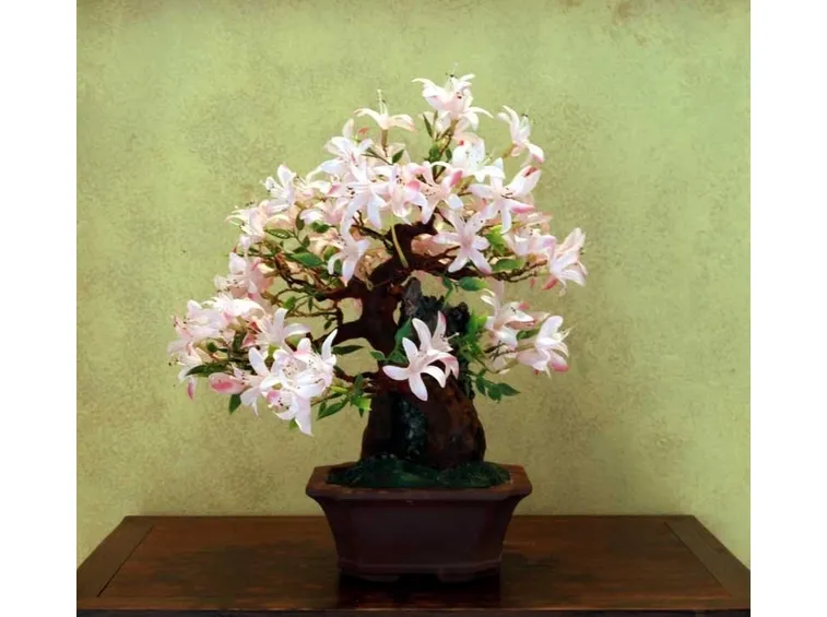 Classico Bonsai da interno