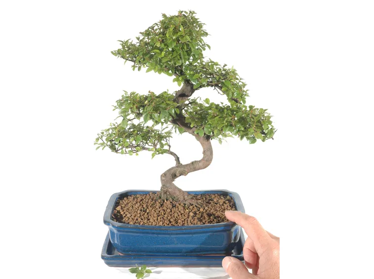 Miscela del terriccio ideale per il Bonsai