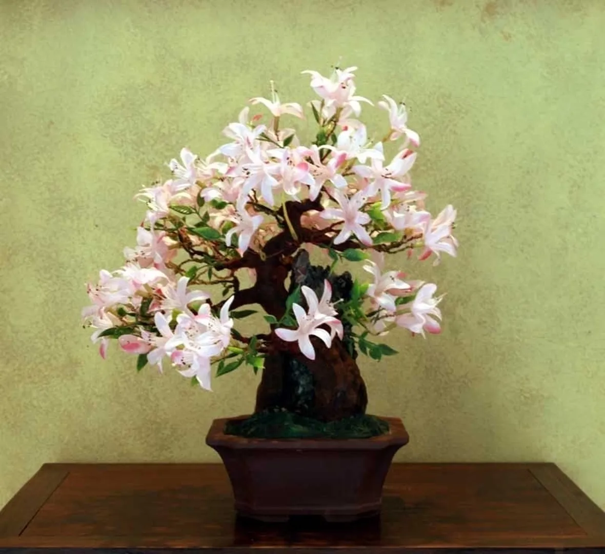 Classico Bonsai da interno