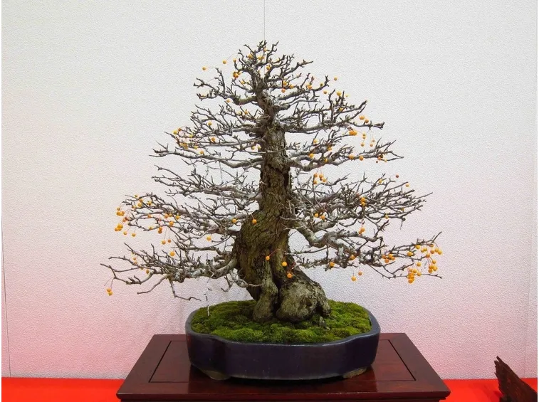Melo bonsai in fiore