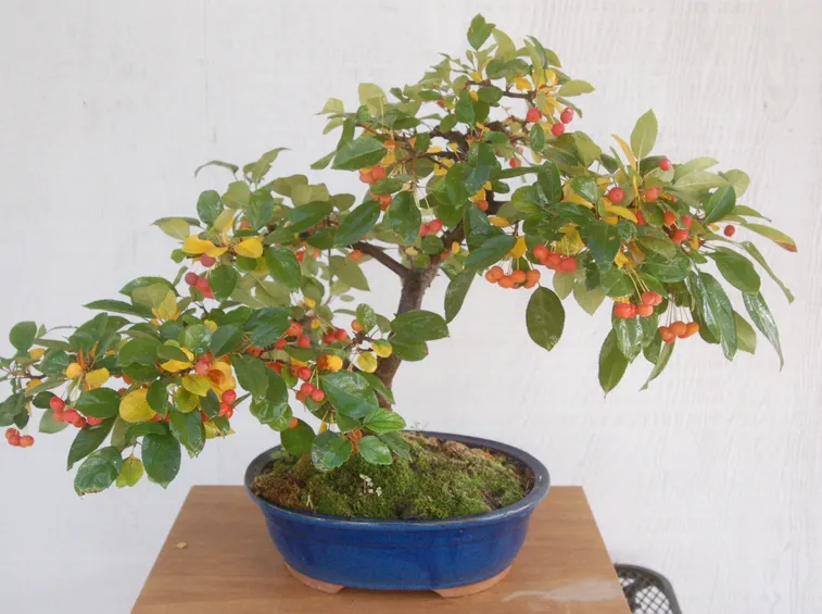 Frutti del Melo bonsai
