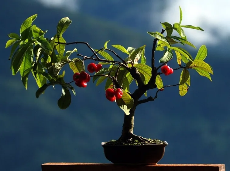 Piccolo esemplare di Melo bonsai