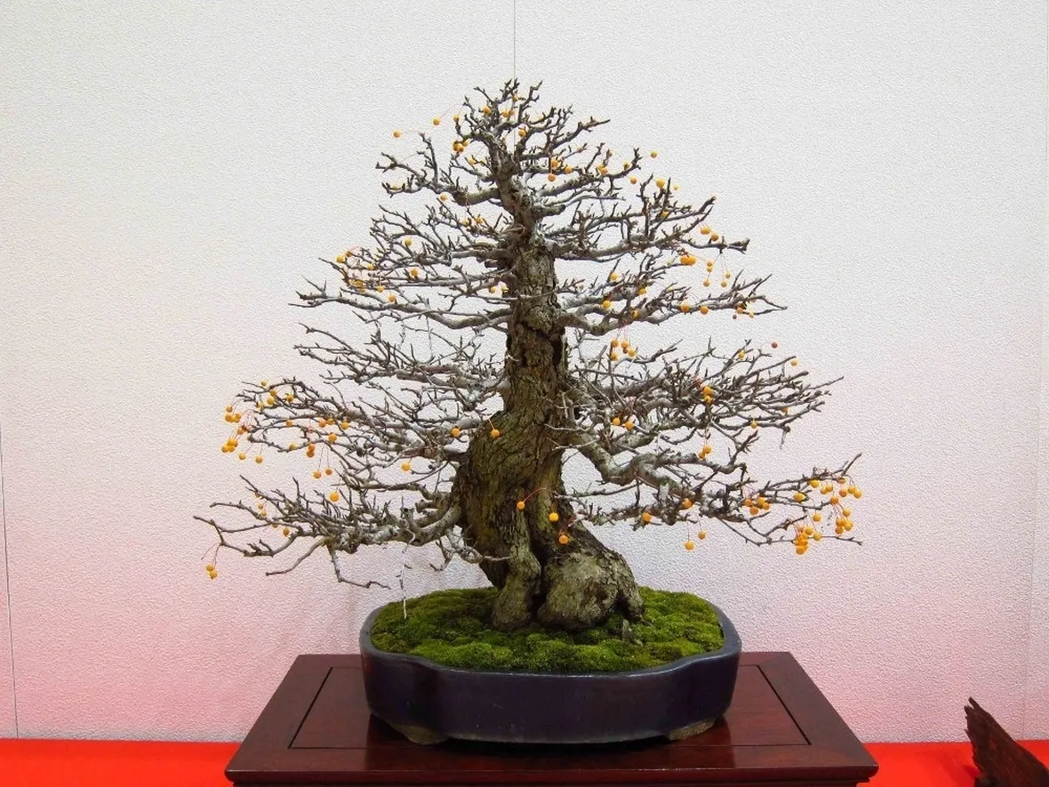 Melo bonsai in fiore