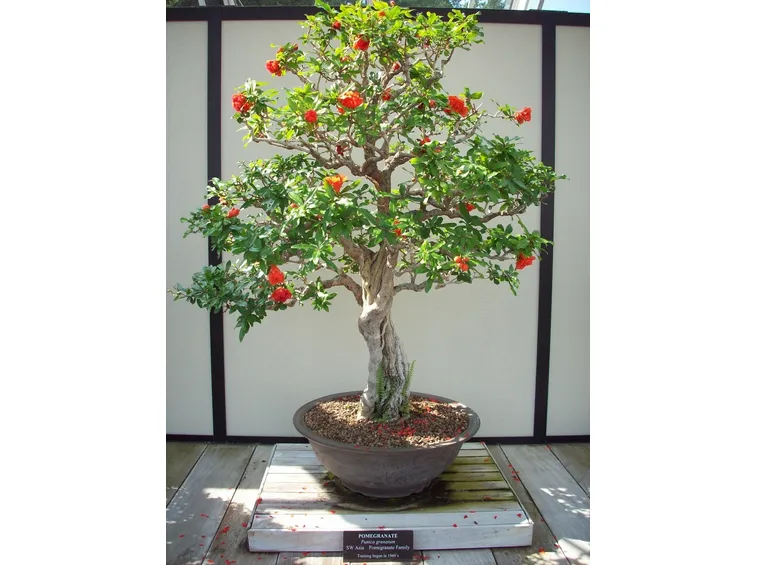 Melograno Bonsai fiorito