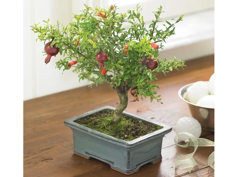 Melograno Bonsai con fiori e frutti piccoli