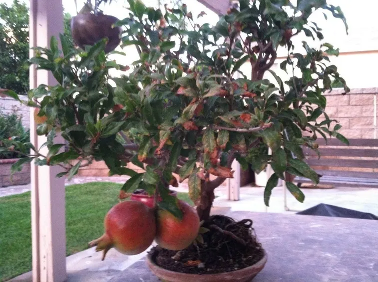 Melograno Bonsai con frutti grandi