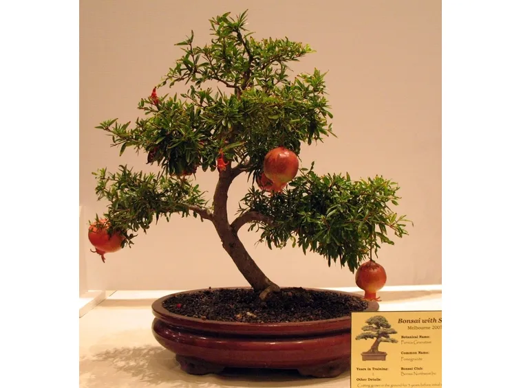 Un altro bell'esemplare di Melograno Bonsai