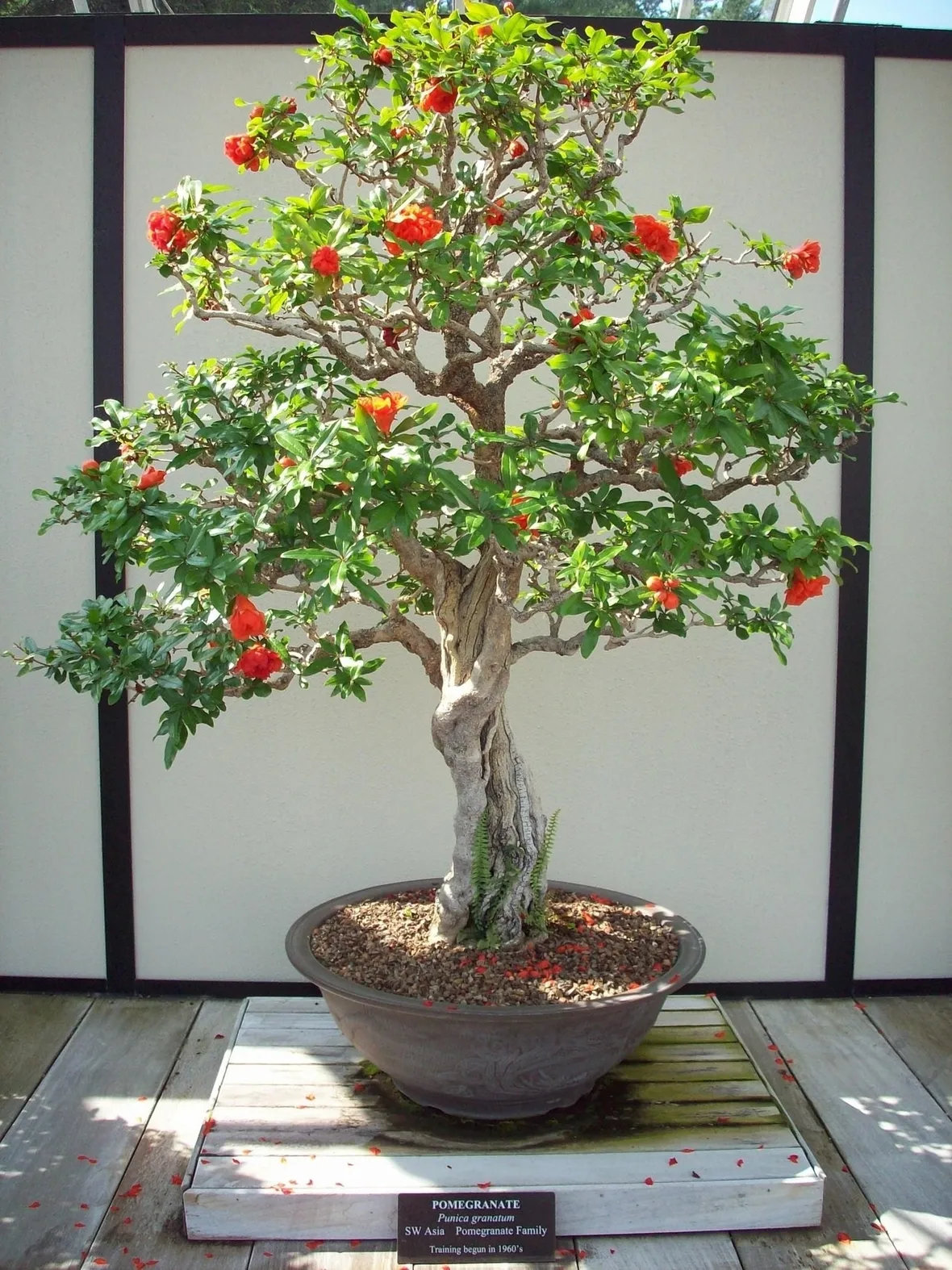 Melograno Bonsai fiorito