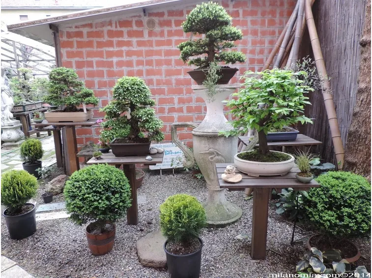 Bonsai esposti in un giardino