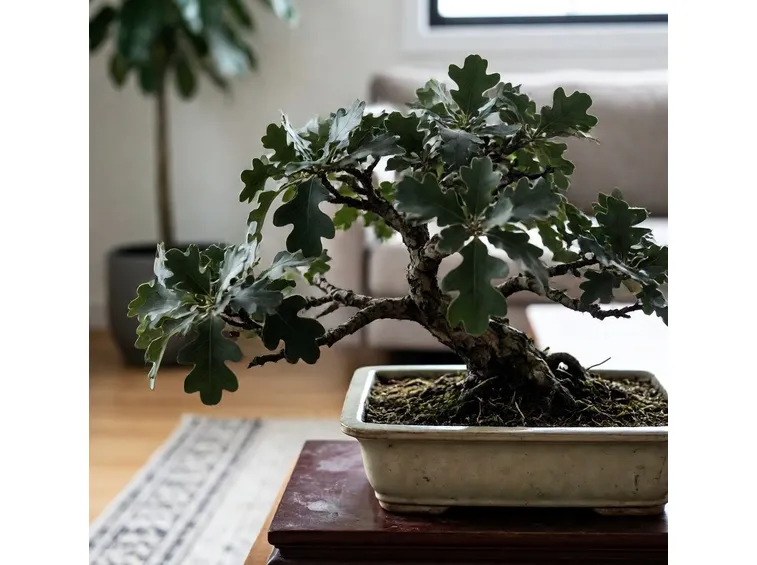 Quercia bonsai