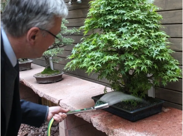 Innaffiatura di una pianta bonsai