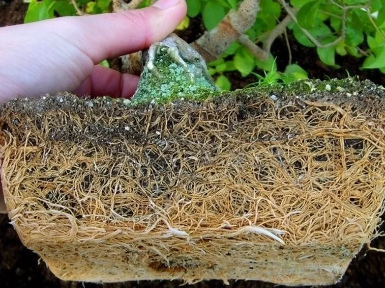 Impianto radicale di un bonsai