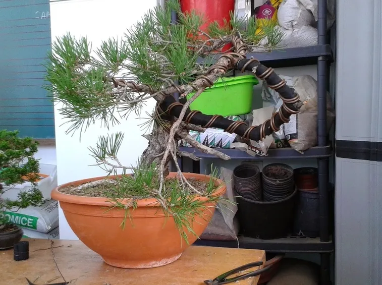 Educazione di un bonsai