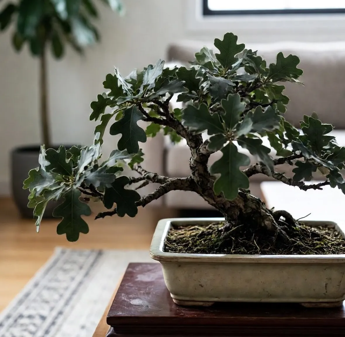 Quercia bonsai
