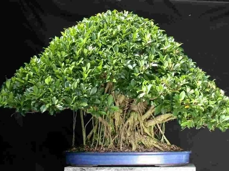 Pianta di ficus bonsai