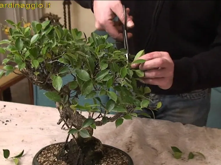 Intervento di potatura su un ficus bonsai