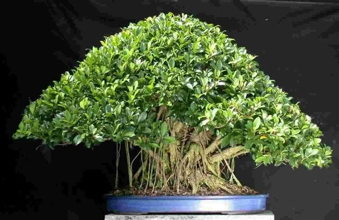Pianta di ficus bonsai