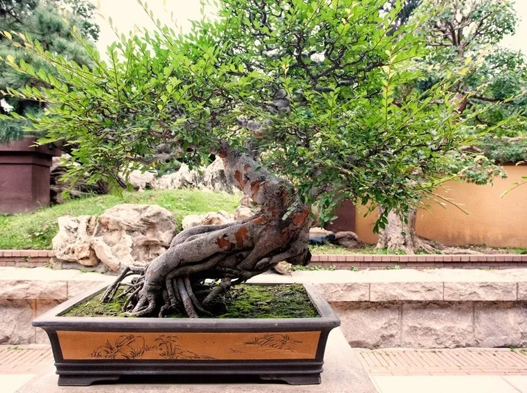 Bonsai giapponese