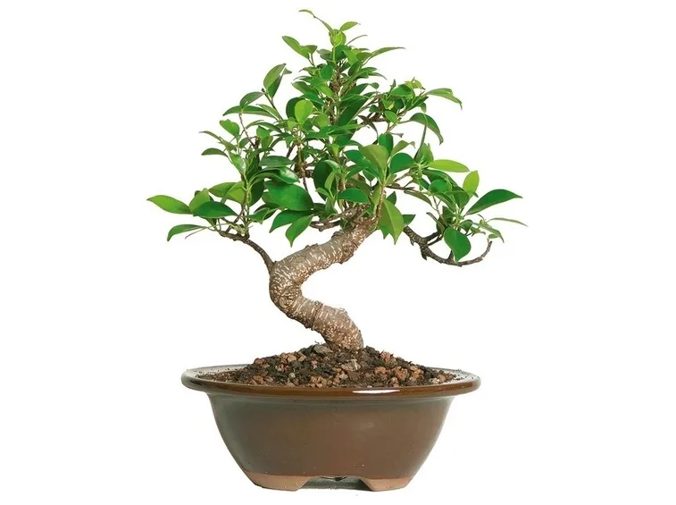 Ficus bonsai, per cominciare