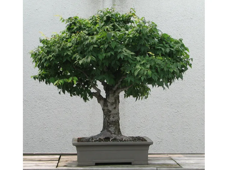 Olmo giapponese bonsai